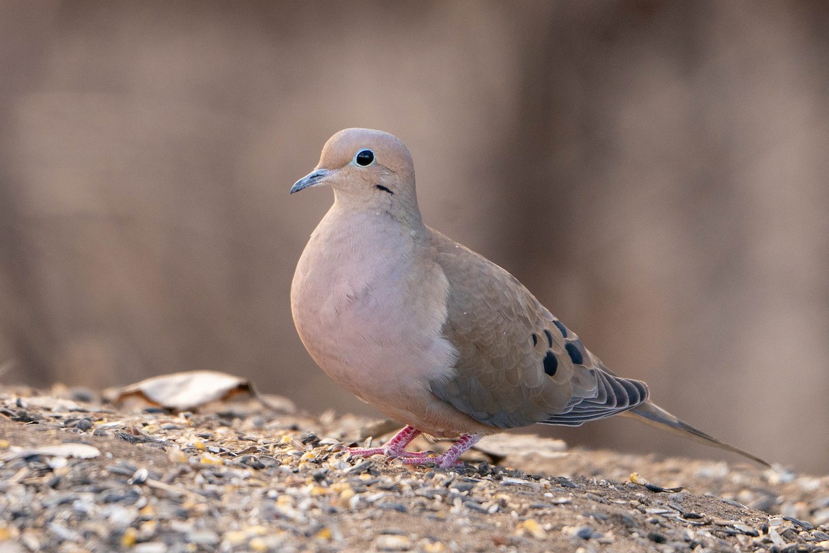 Mourning Dove - Matt Hoberg