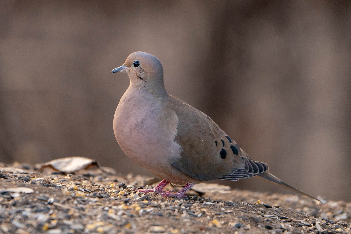 Mourning Dove - Matt Hoberg