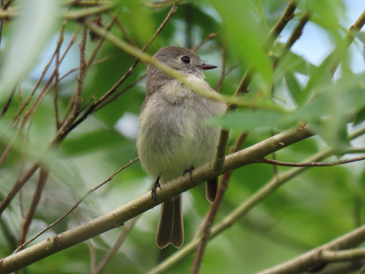 Hammond's Flycatcher - Nancy Stotz