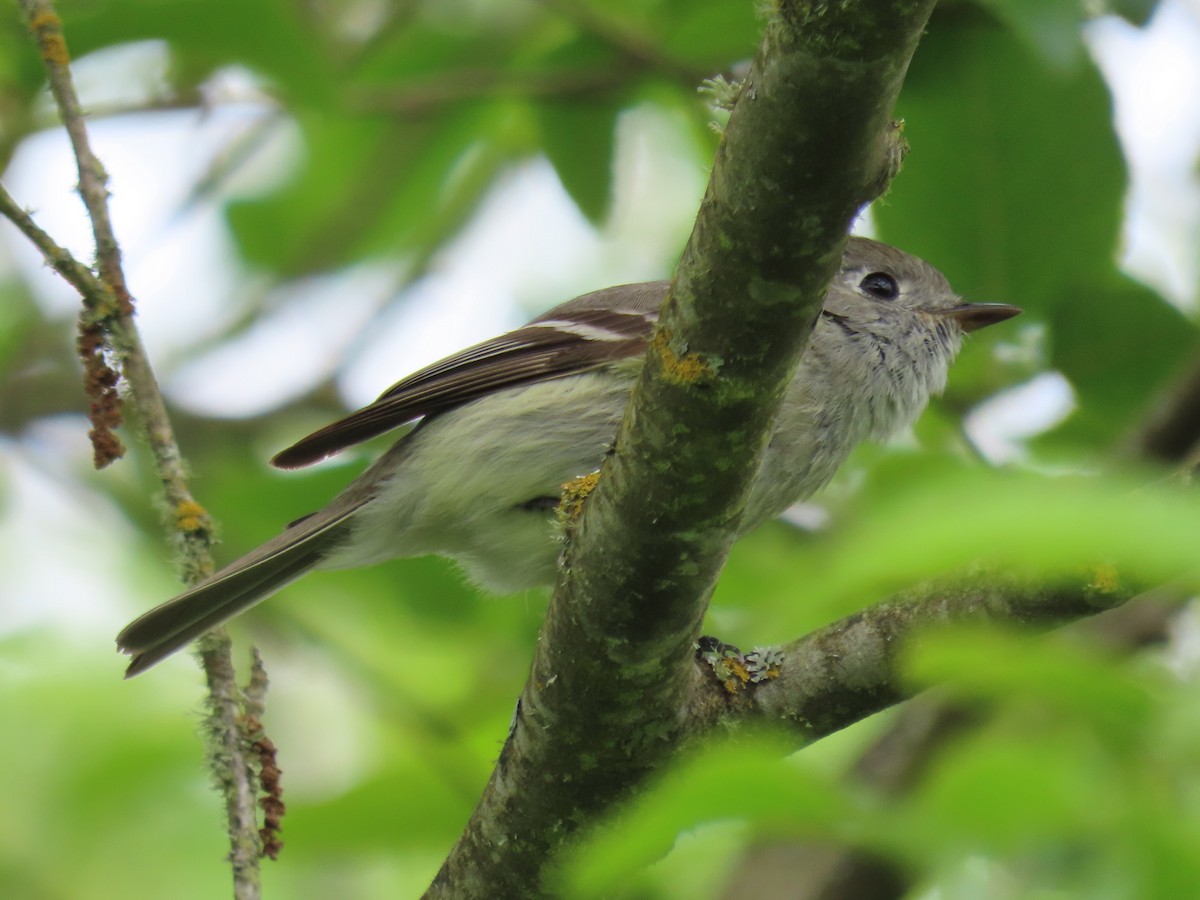 Hammond's Flycatcher - Nancy Stotz