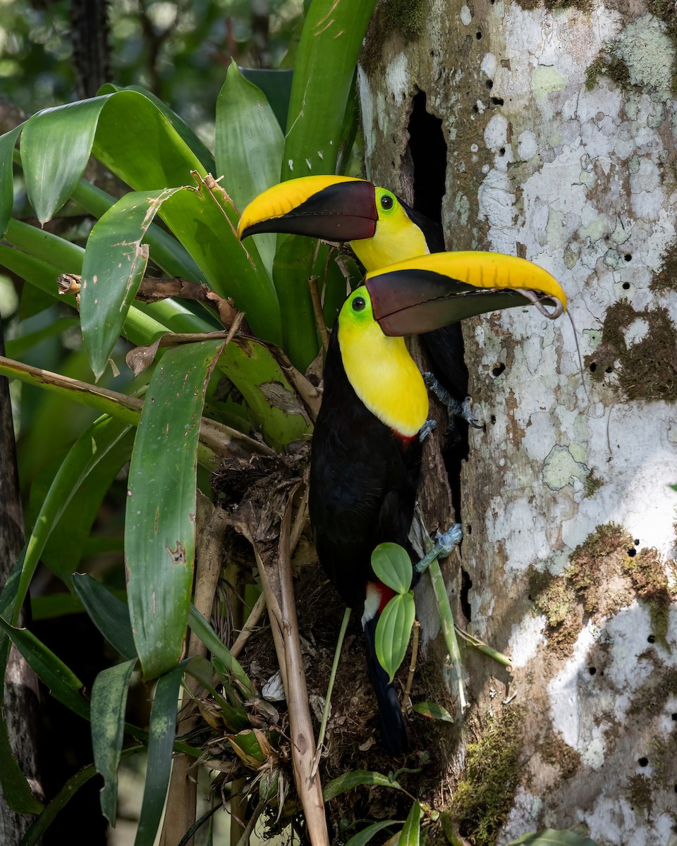 Yellow-throated Toucan - ML618105156