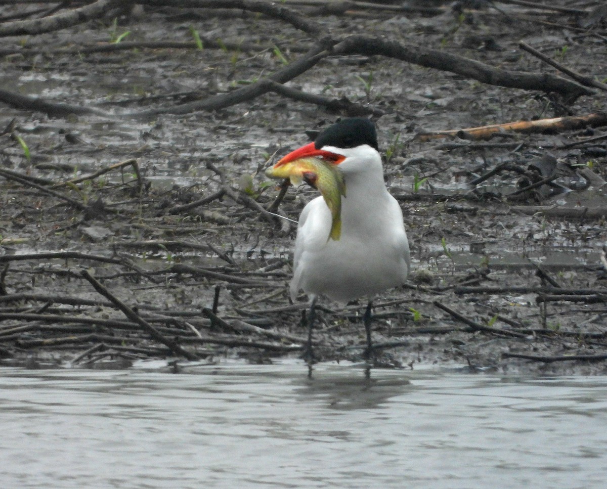 Caspian Tern - Martin Berg