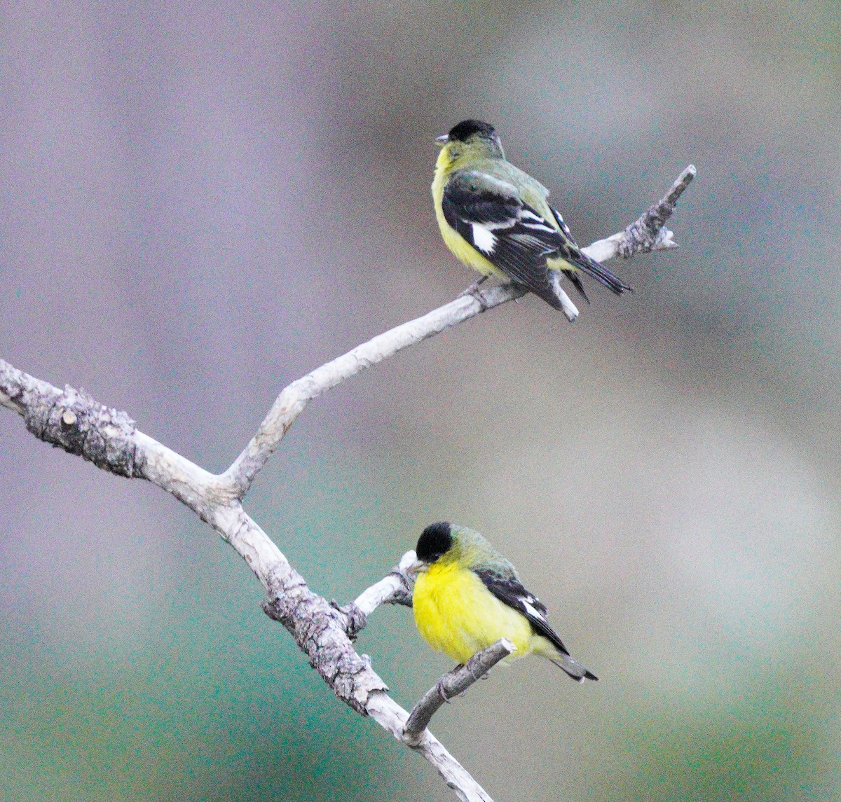 Lesser Goldfinch - ML618105174