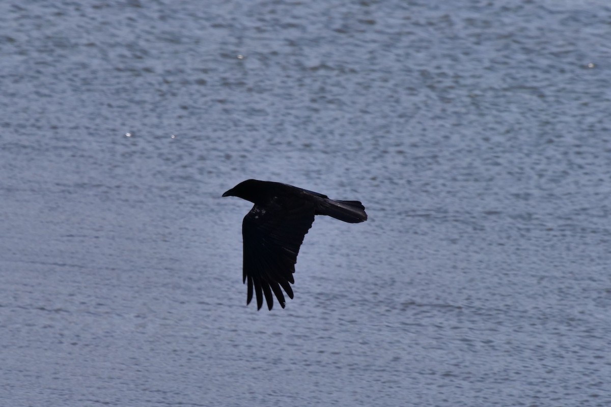 Common Raven - Teresa García