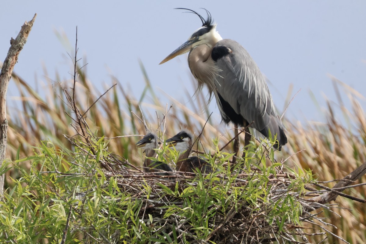 Great Blue Heron - Julia Nadeau Gneckow