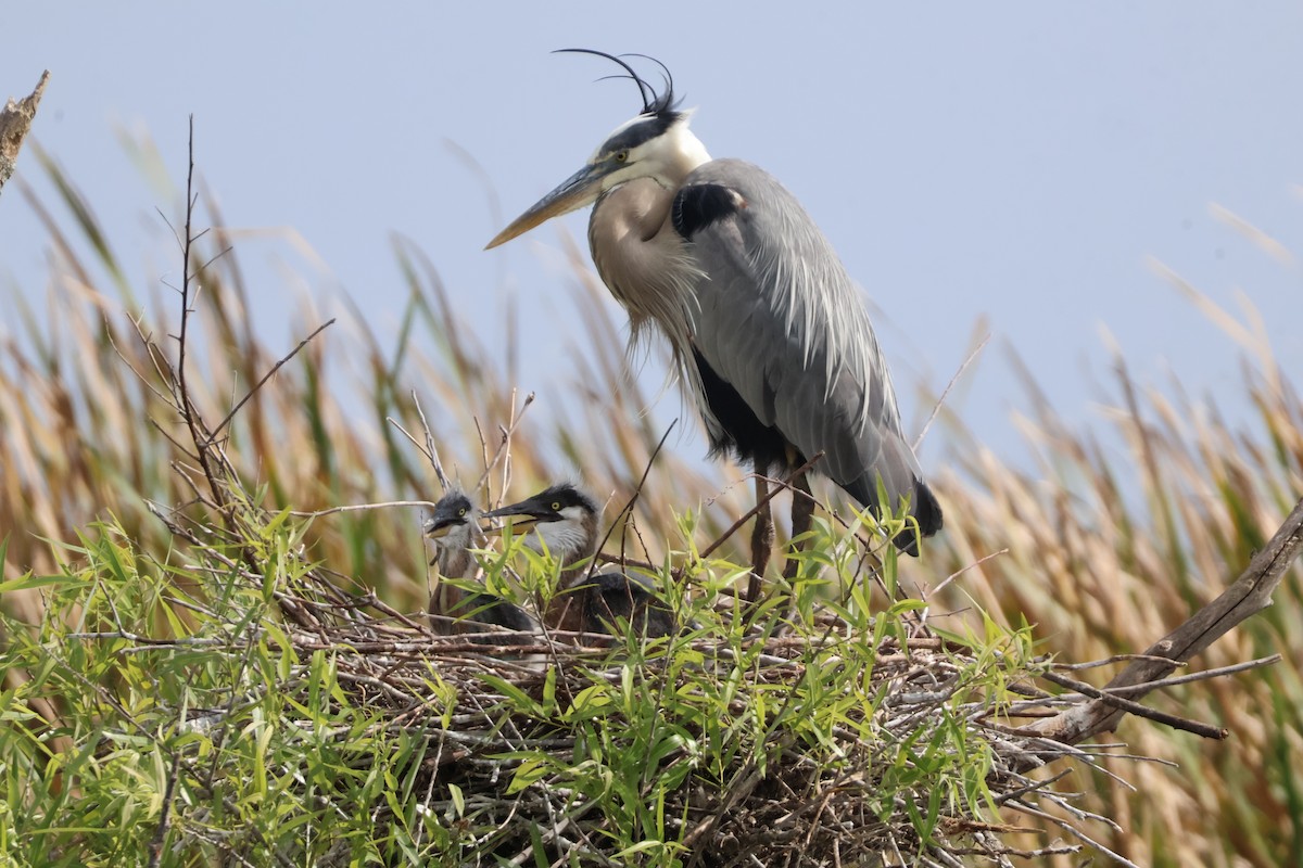 Great Blue Heron - Julia Nadeau Gneckow