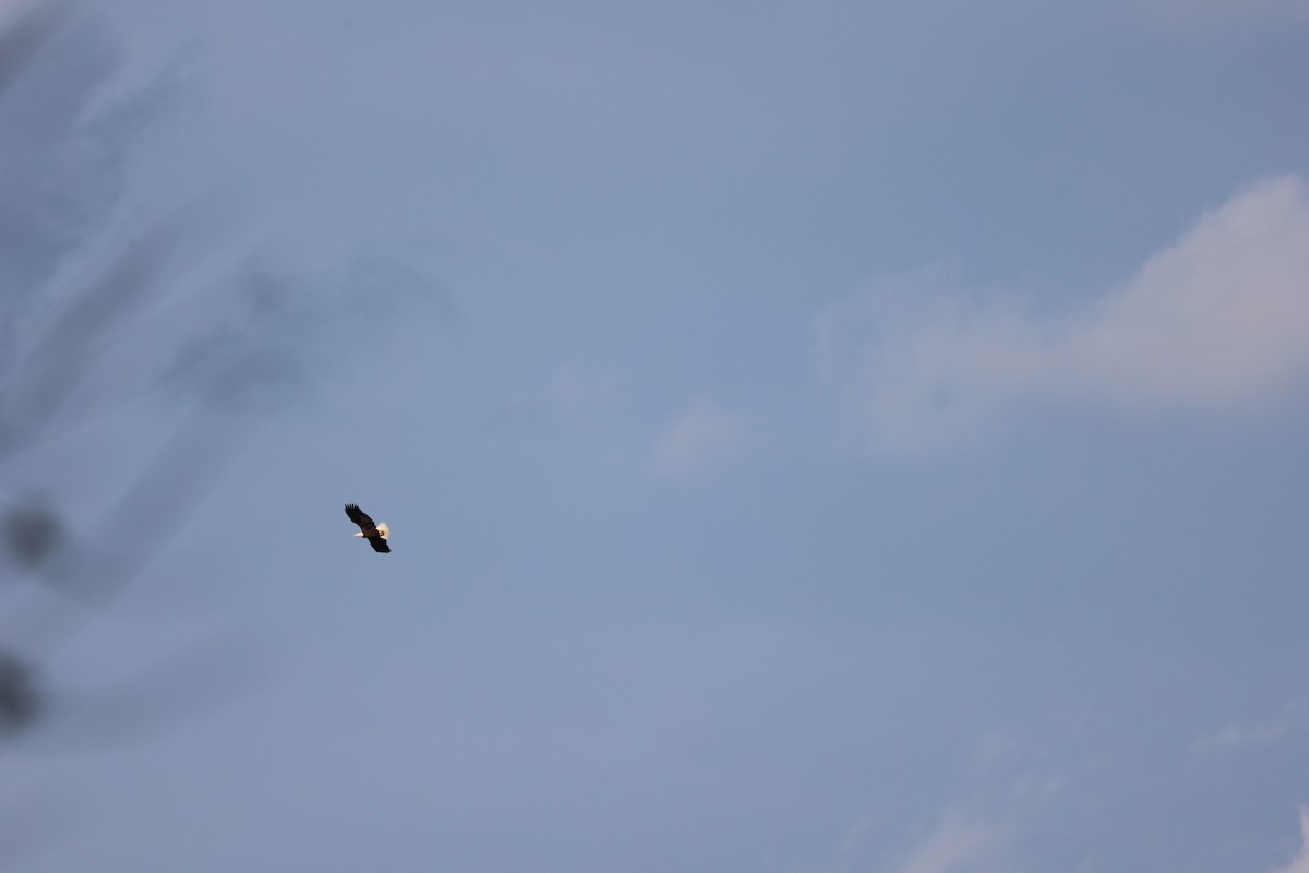 Bald Eagle - ML618105231