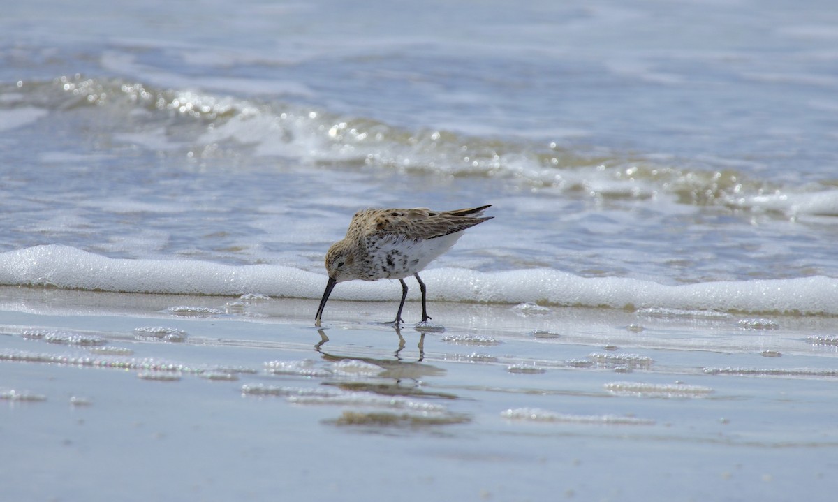 White-rumped Sandpiper - Damon Williford