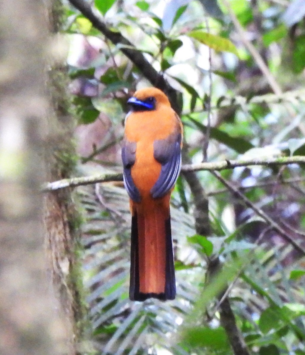 Whitehead's Trogon - Gwen Taylor