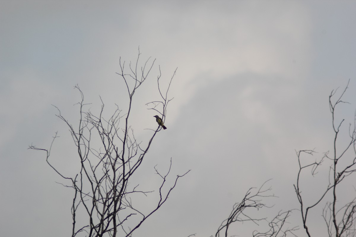 Streaked Flycatcher - ML618105271