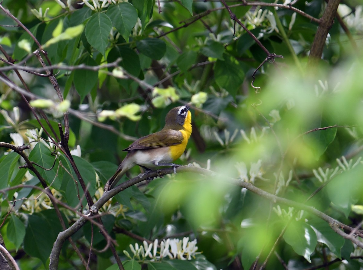 Yellow-breasted Chat - Joe Gula