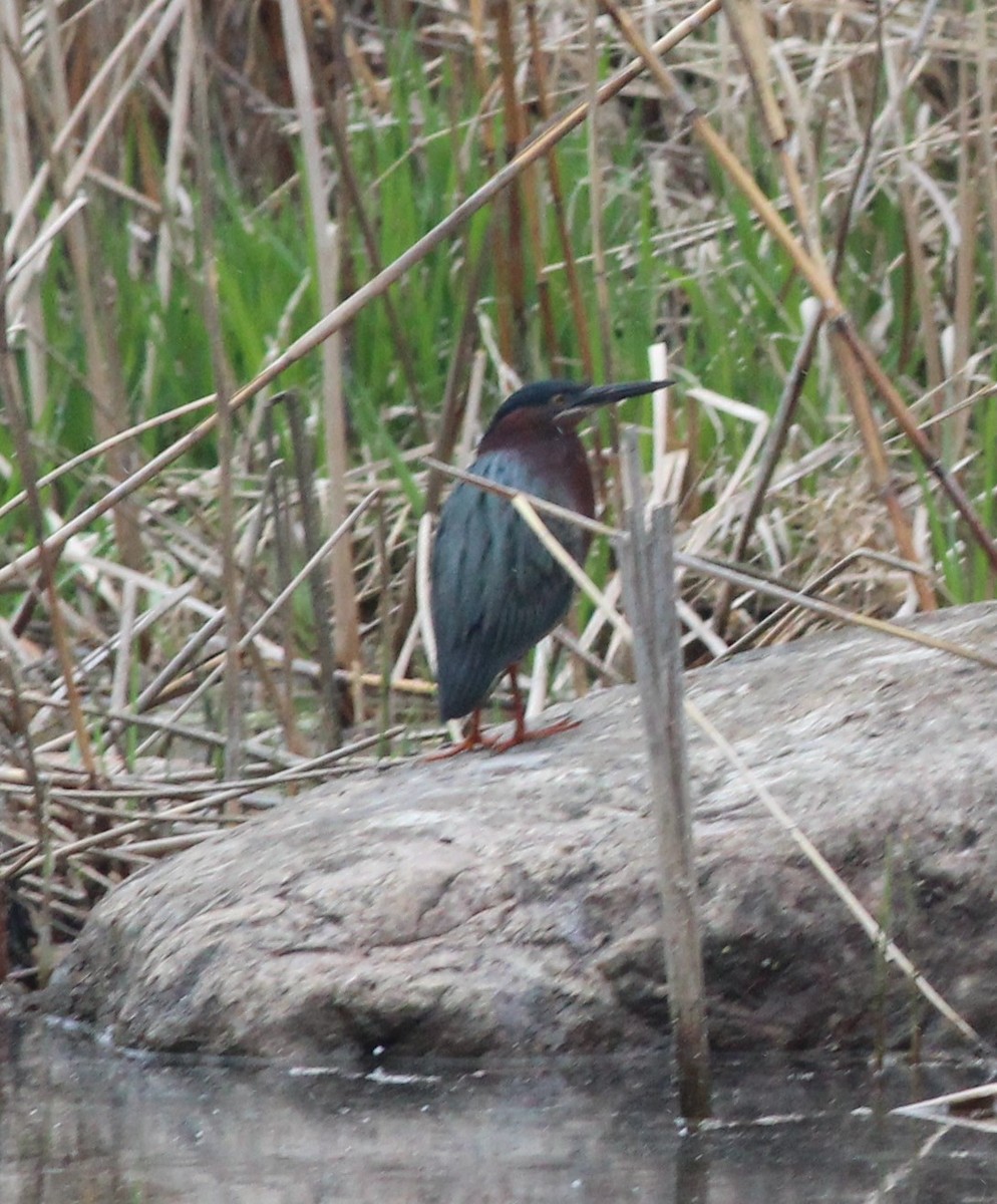 Green Heron - Robert Johnson