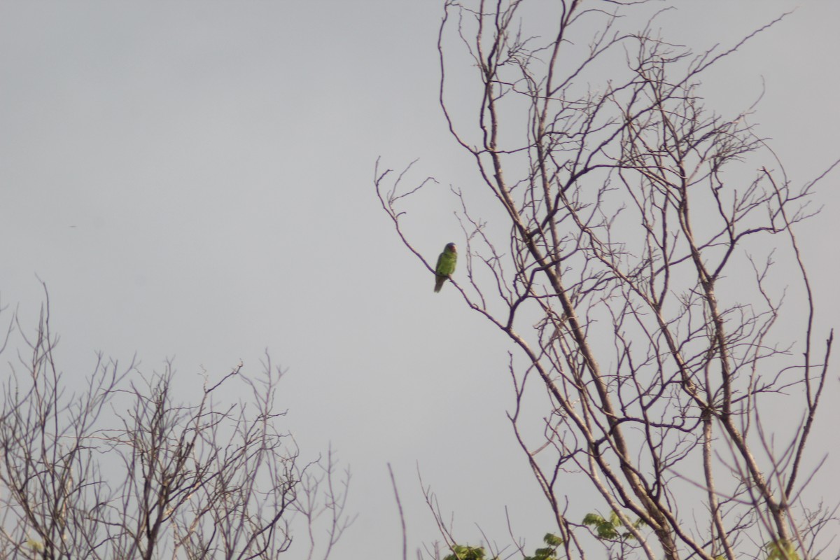 White-fronted Parrot - ML618105307