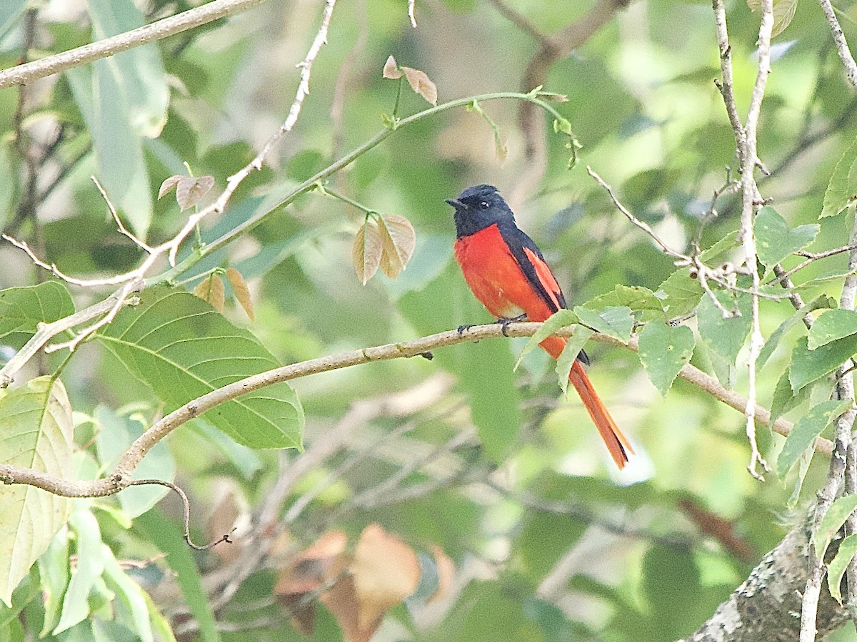 Minivet à bec court - ML618105317