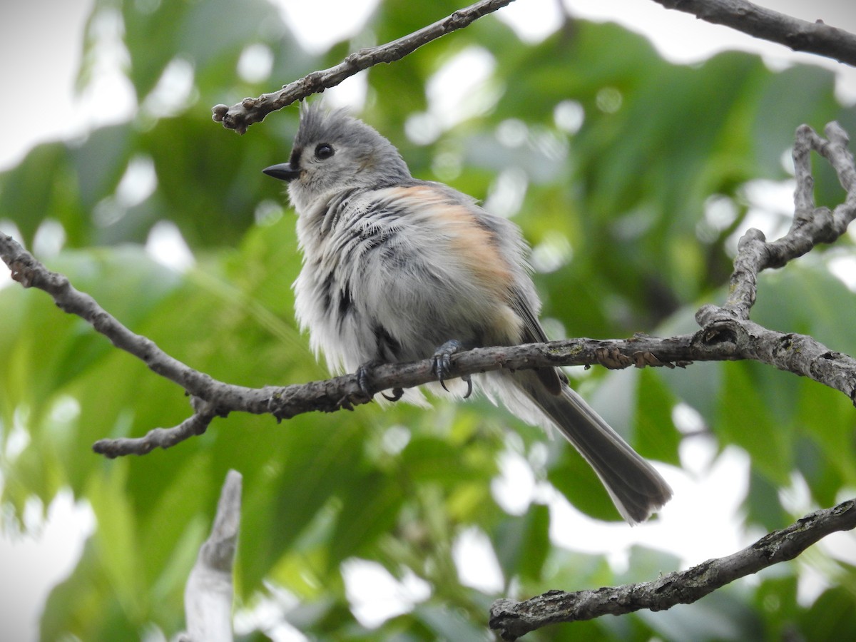 Tufted Titmouse - Caden Williams