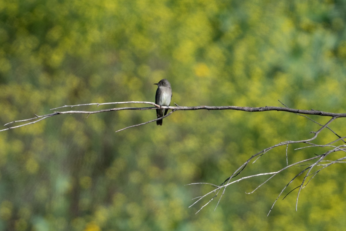 Blasskehl-Schnäppertyrann - ML618105354