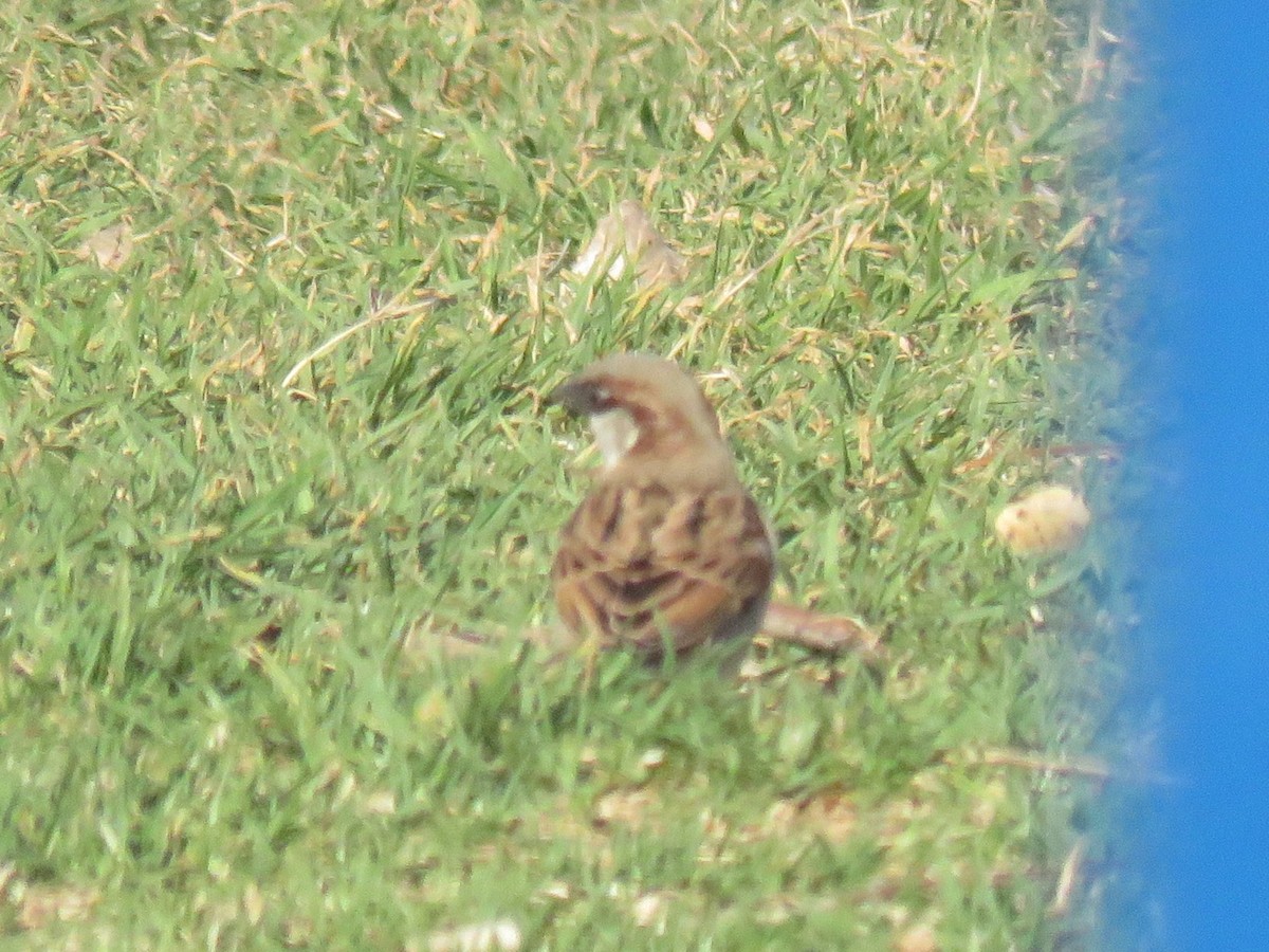 House Sparrow - ML618105359