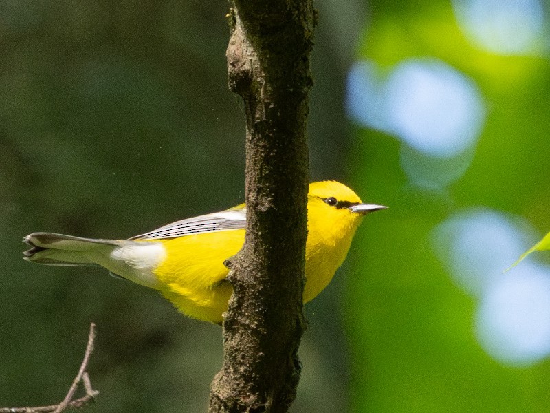 Blauflügel-Waldsänger - ML618105363