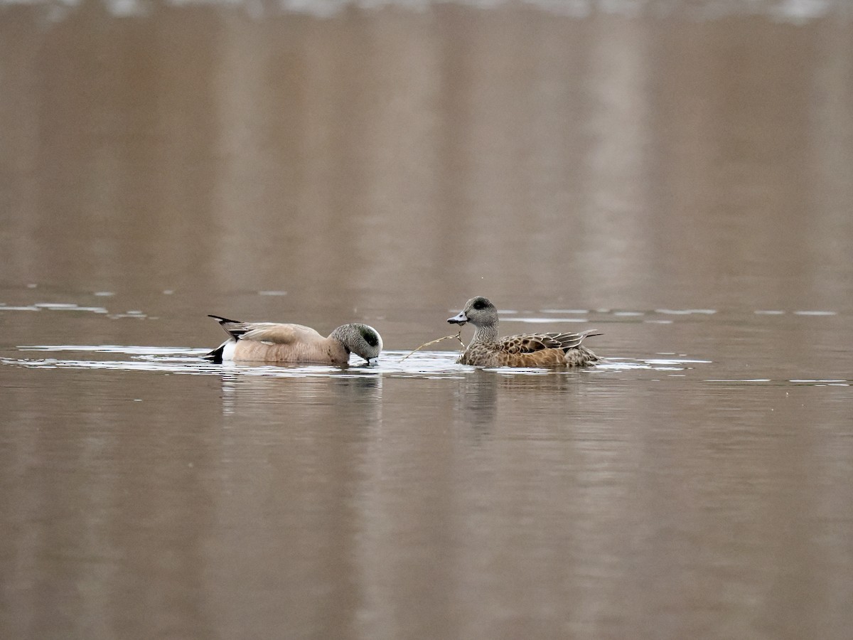 American Wigeon - Bruce Gates