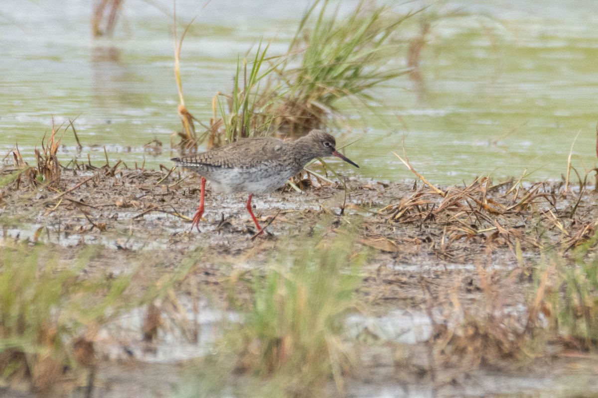 Common Redshank - ML618105384