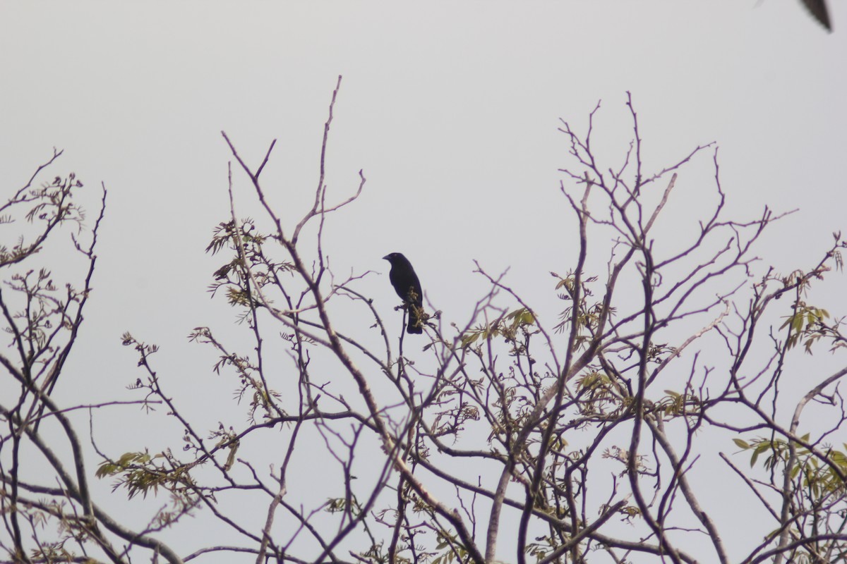 Bronzed Cowbird - ML618105390