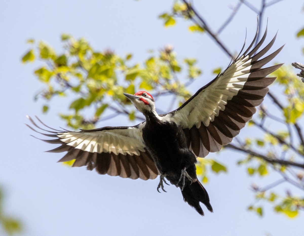 Pileated Woodpecker - ML618105399