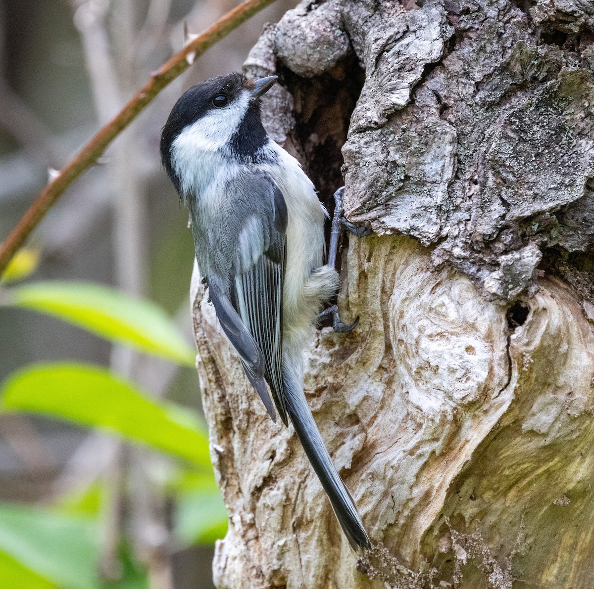 Black-capped Chickadee - ML618105430