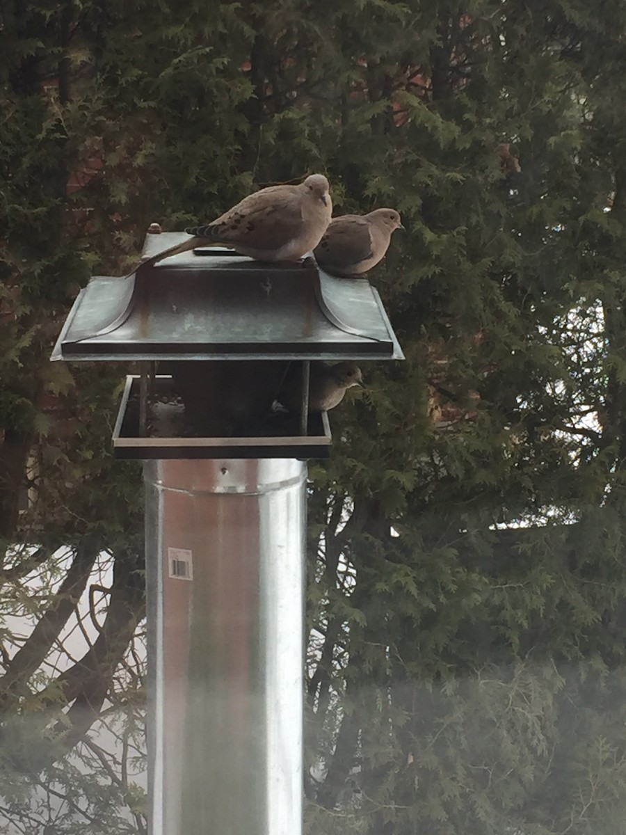 Mourning Dove - Lydia Uppington