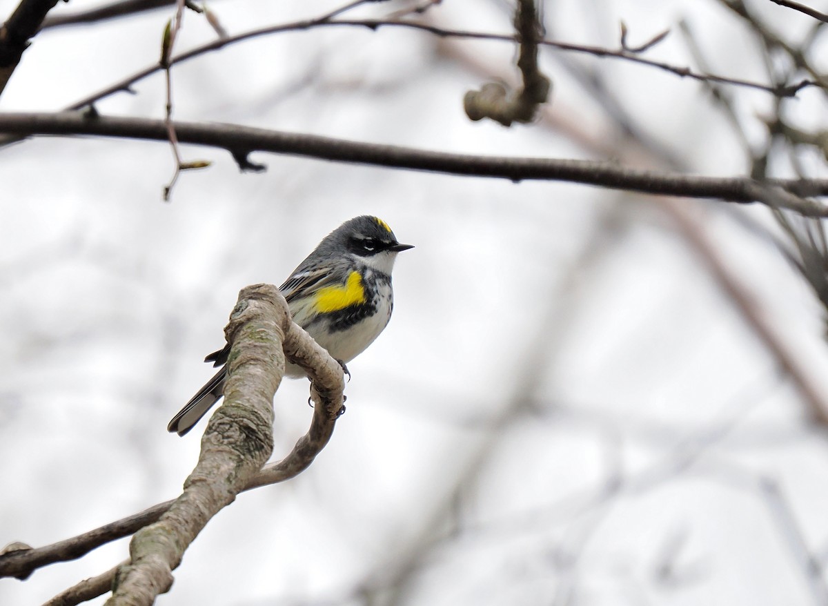 Yellow-rumped Warbler - ML618105436