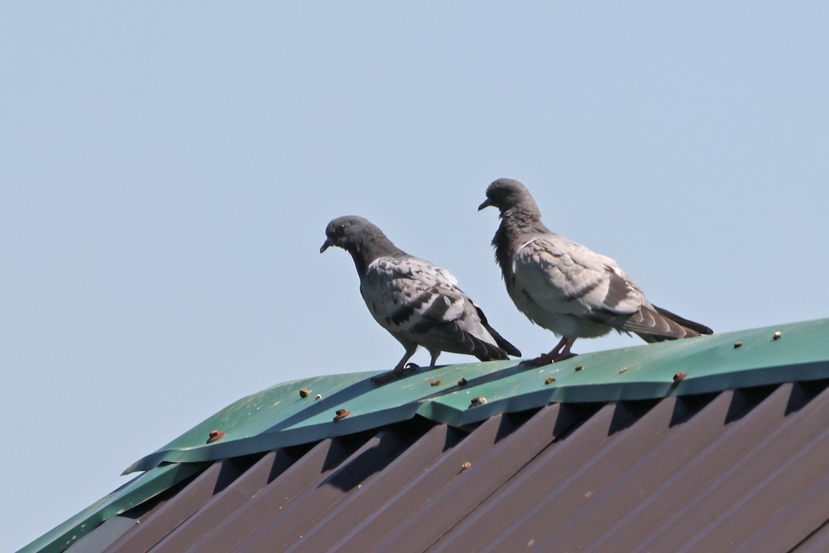 Rock Pigeon (Feral Pigeon) - ML618105445