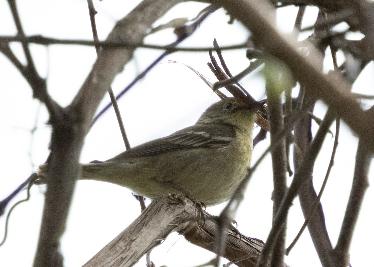 Pine Warbler - ML618105449