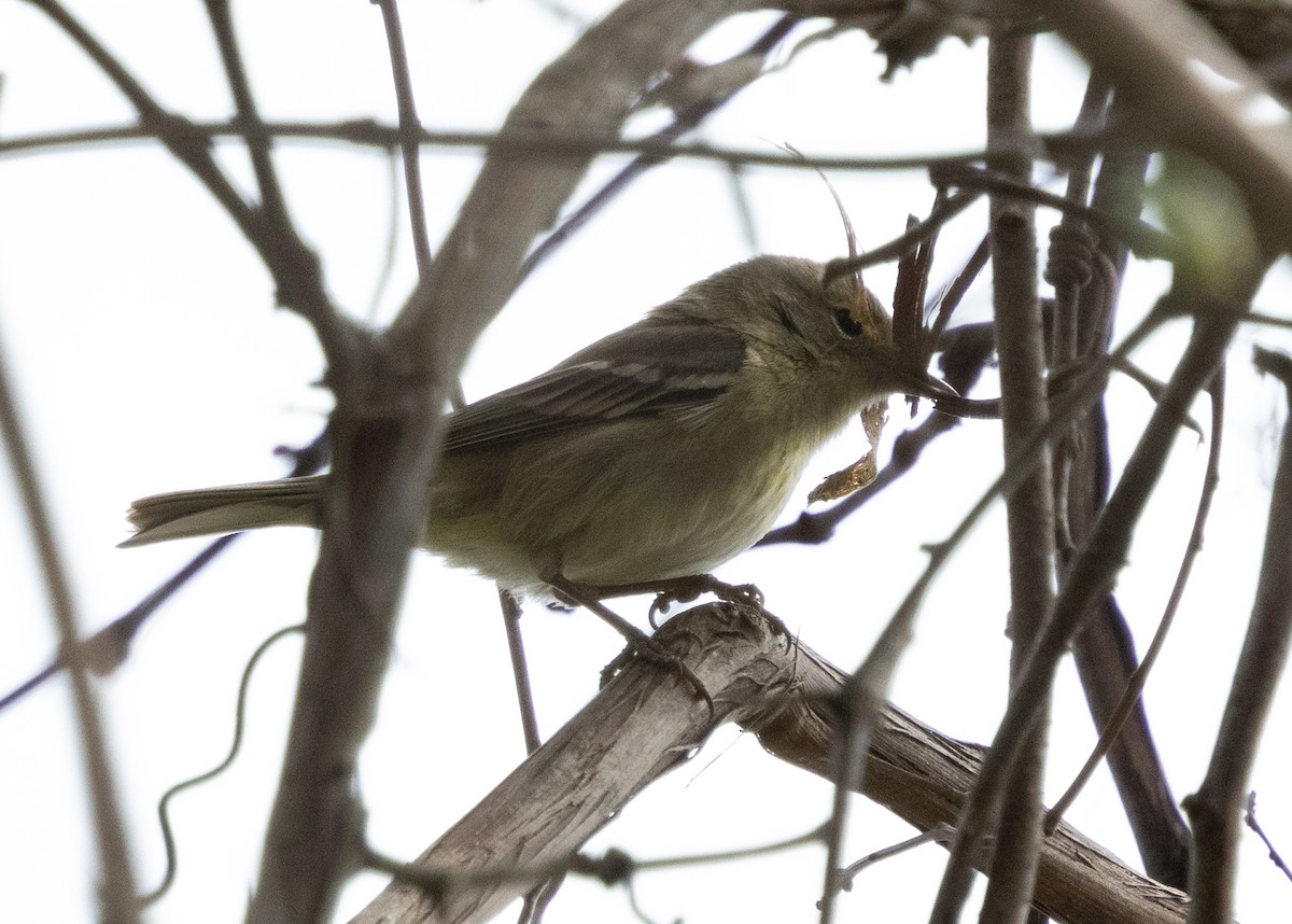 Pine Warbler - ML618105450