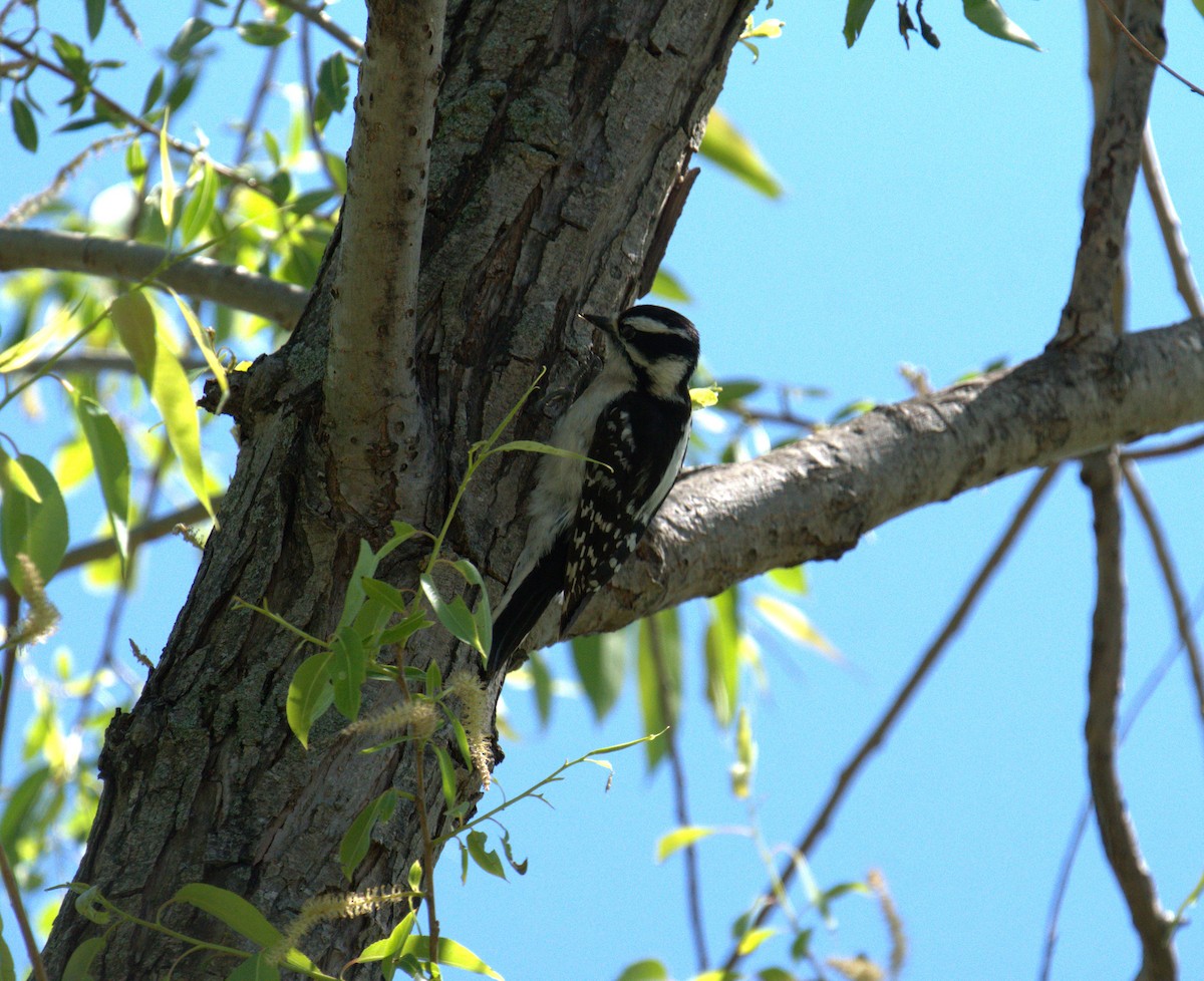 Downy Woodpecker - Cindy & Gene Cunningham