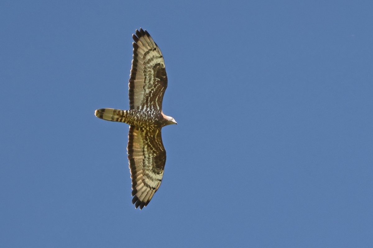 European Honey-buzzard - ML618105466