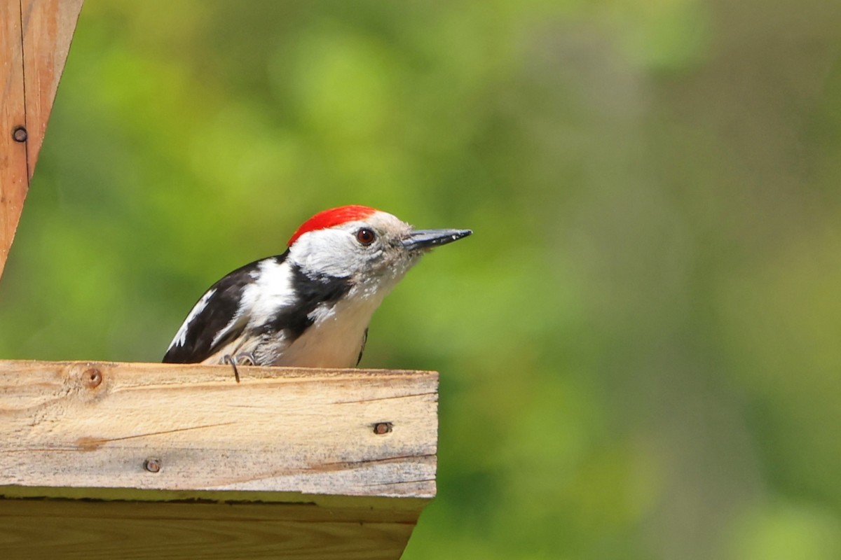 Middle Spotted Woodpecker - ML618105477