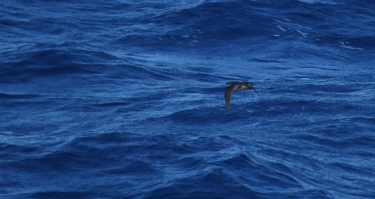 Balearic Shearwater - Pelagicus Team