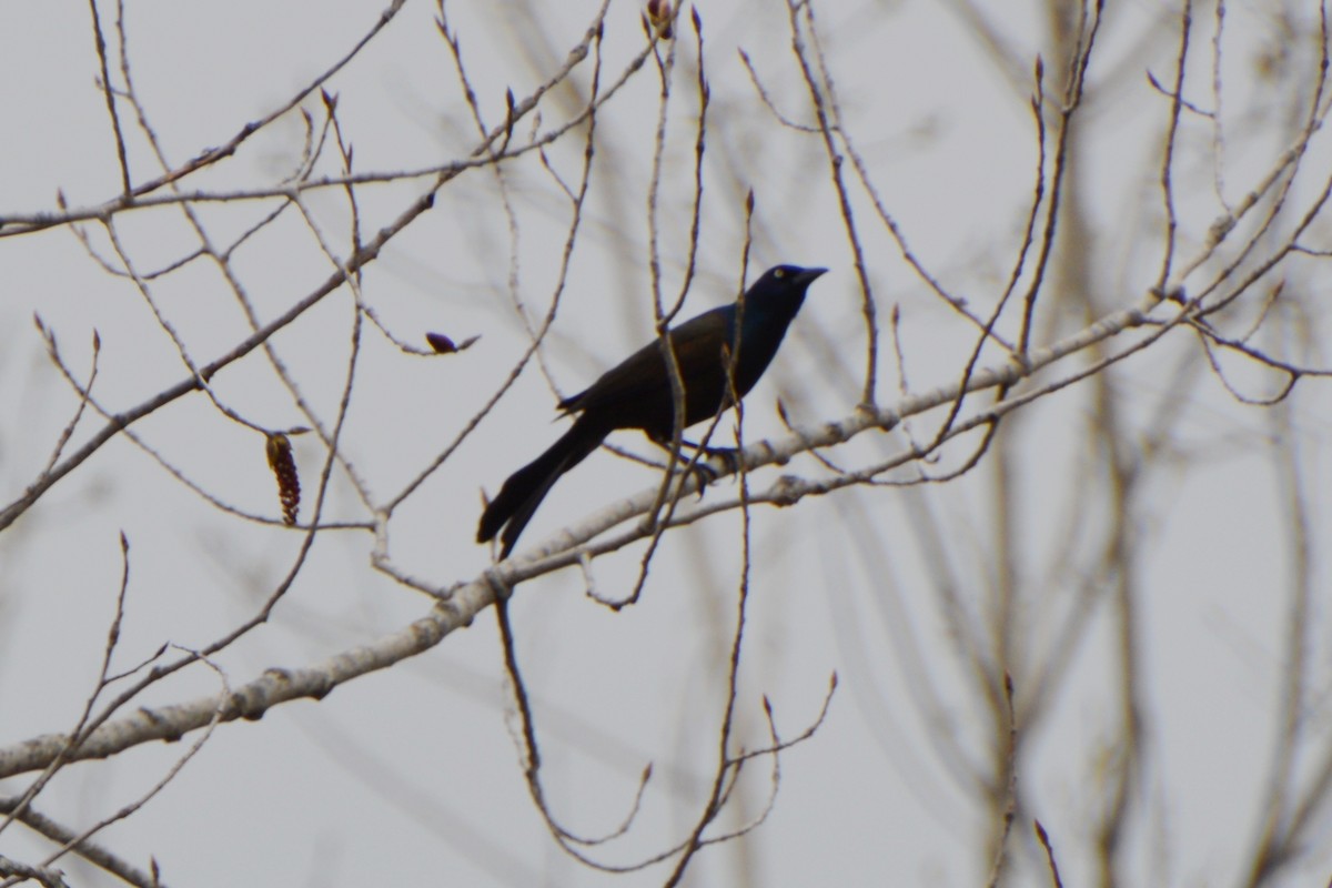 Common Grackle - Cheryl Hubert