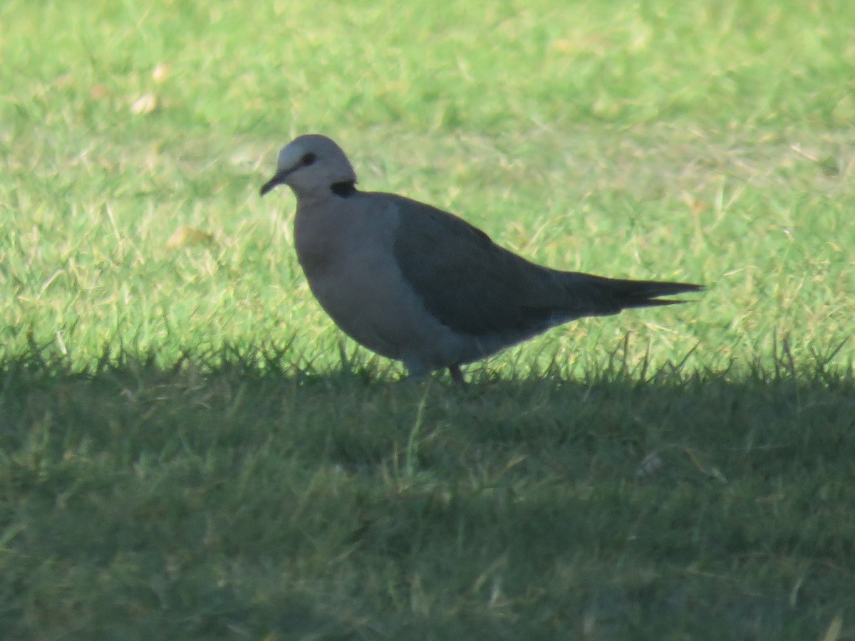 Red-eyed Dove - Gareth Bain