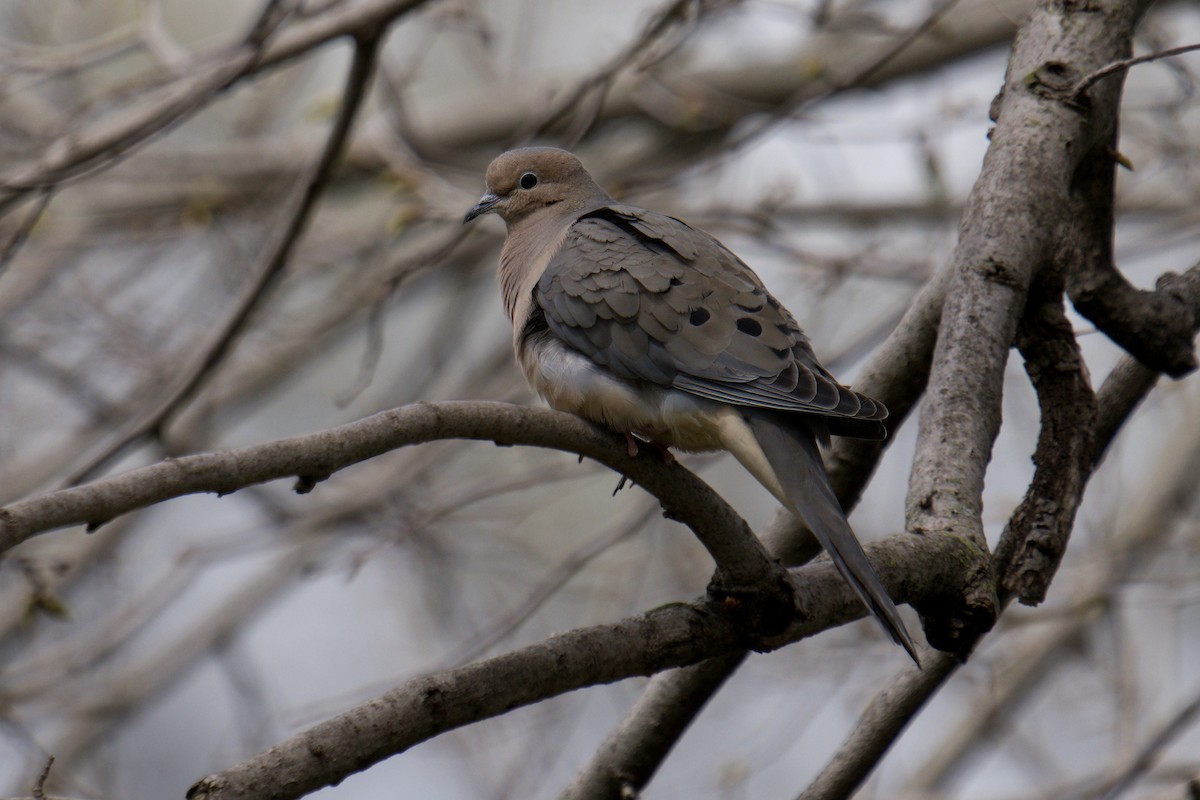 Mourning Dove - Paco Luengo