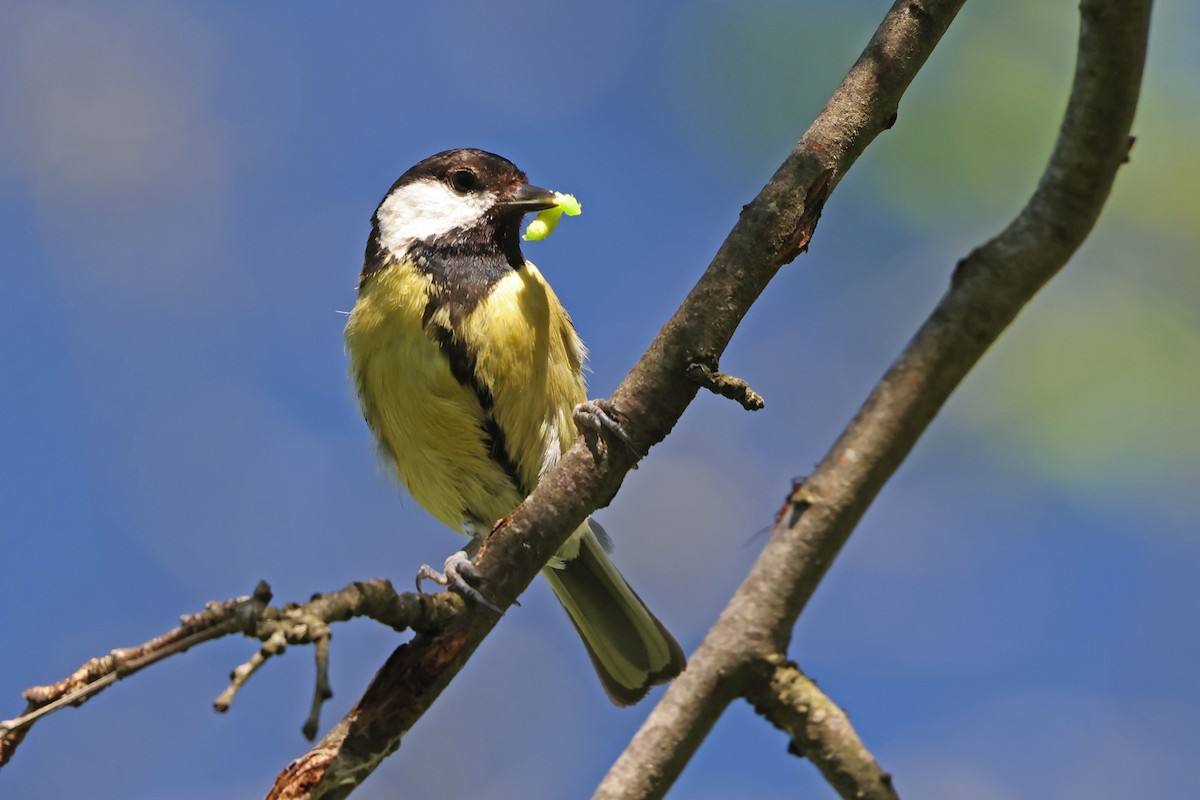 Mésange charbonnière - ML618105544