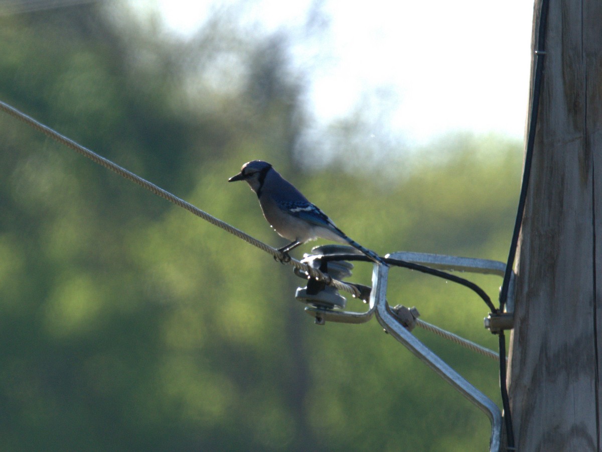 Blue Jay - Cindy & Gene Cunningham