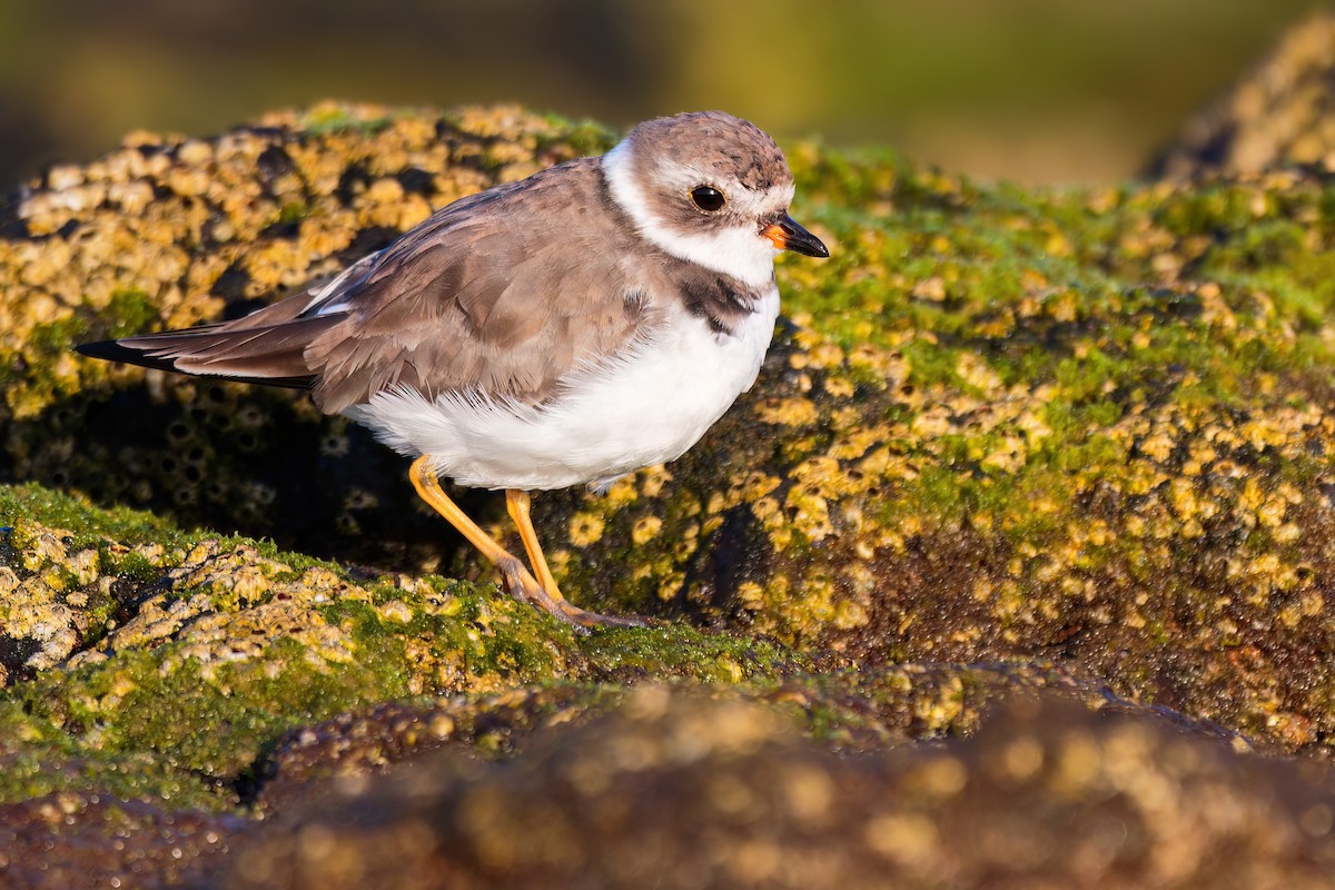 Semipalmated Plover - Iker Fernández Martínez