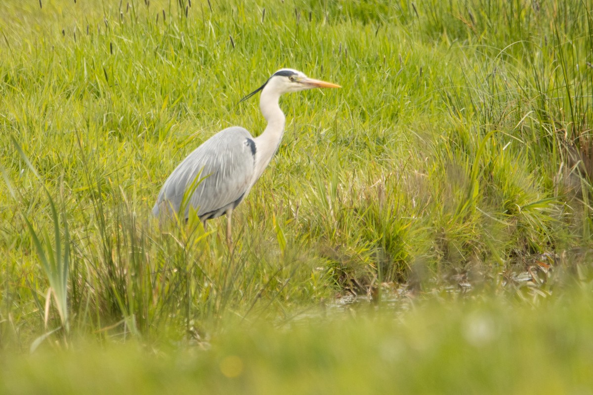 Gray Heron - ML618105574