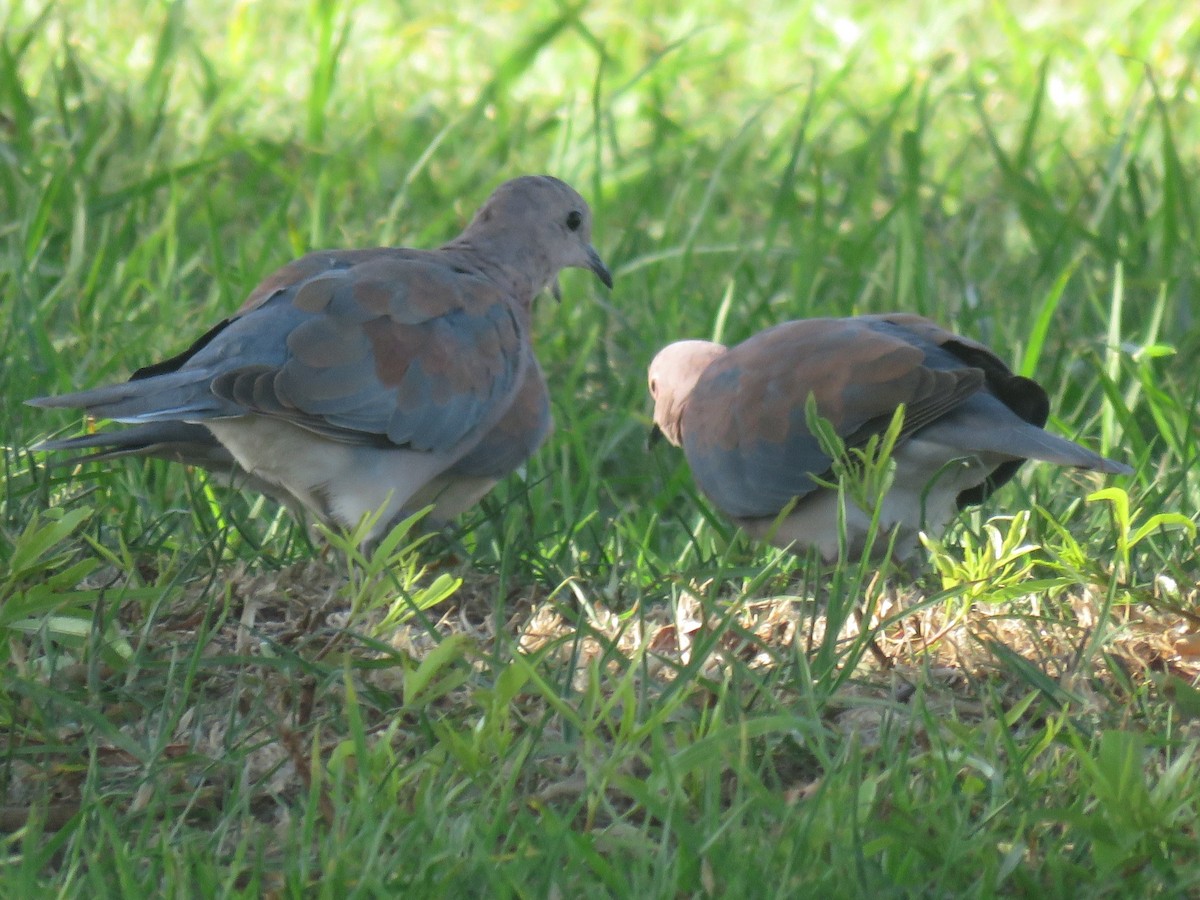 Laughing Dove - Gareth Bain