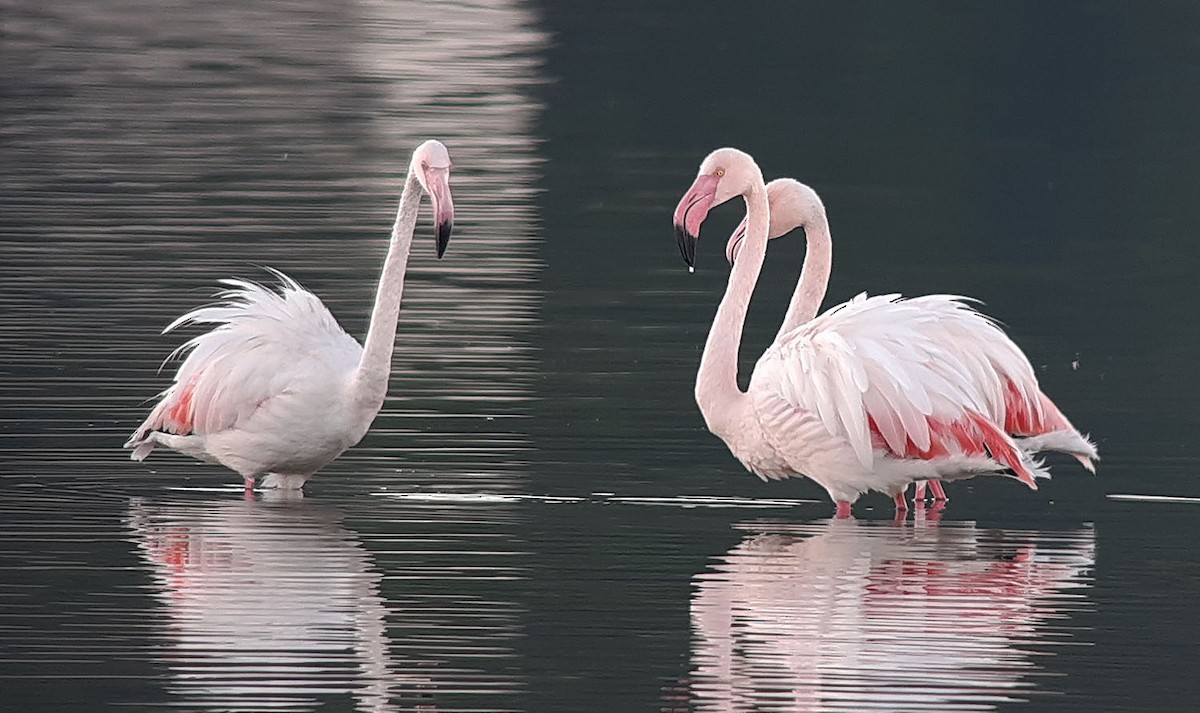 Greater Flamingo - Pelagicus Team