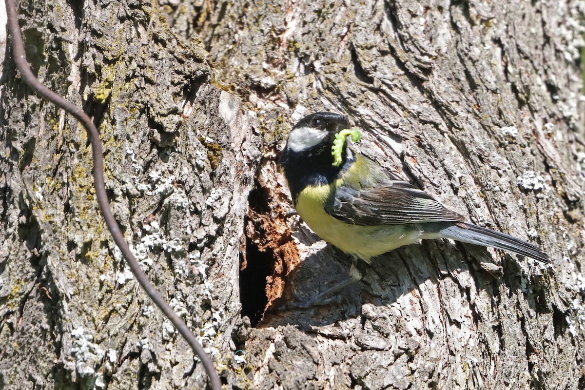 Mésange charbonnière - ML618105580