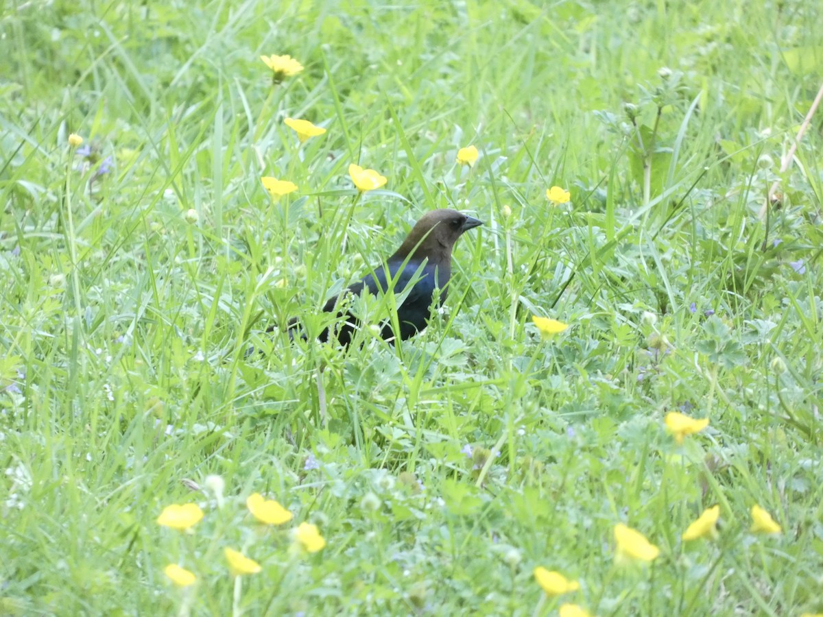 Brown-headed Cowbird - grace c