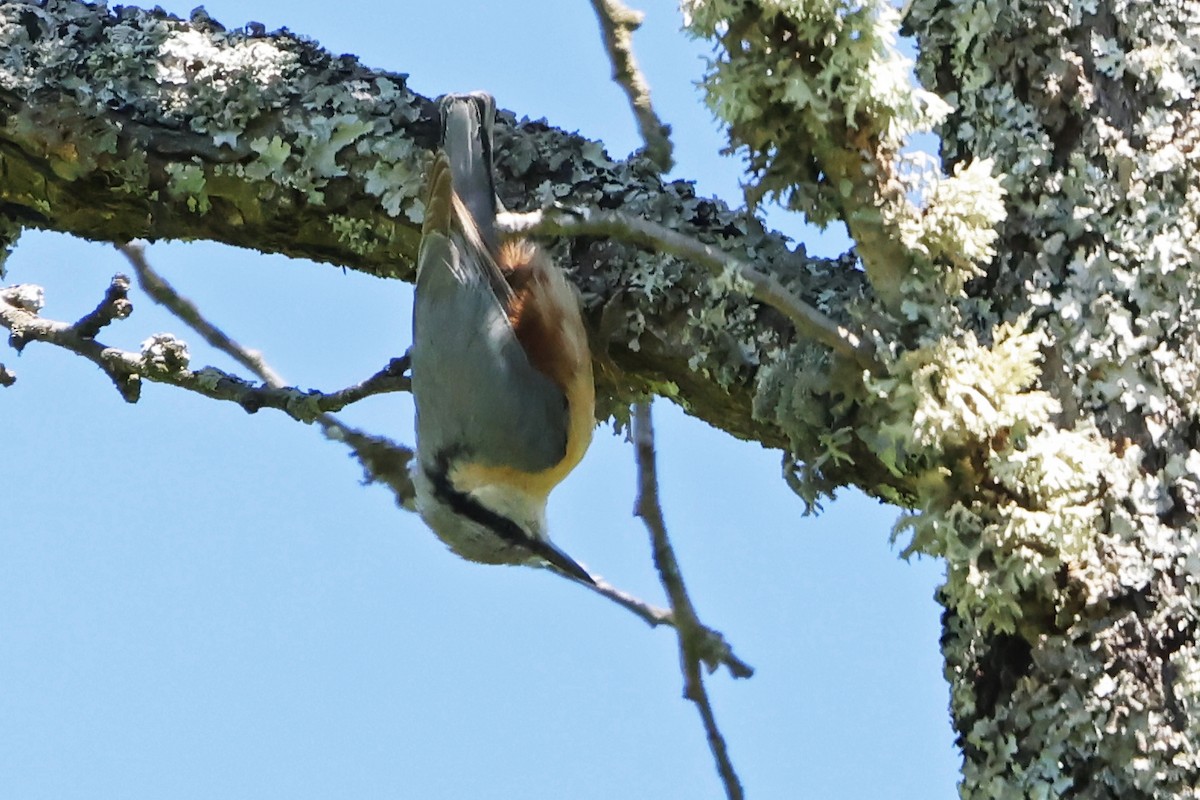 Eurasian Nuthatch - ML618105609