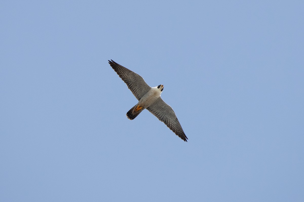 Peregrine Falcon - ML618105615