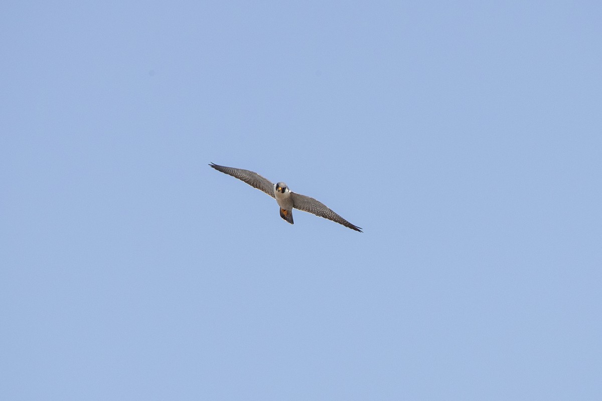 Peregrine Falcon - ML618105616